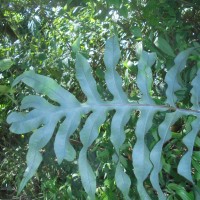 Phlebodium aureum (L.) J.Sm. (Polypodiaceae)